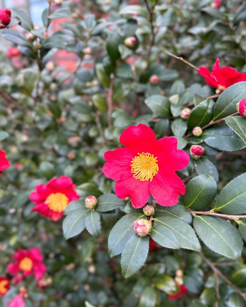 Camellia