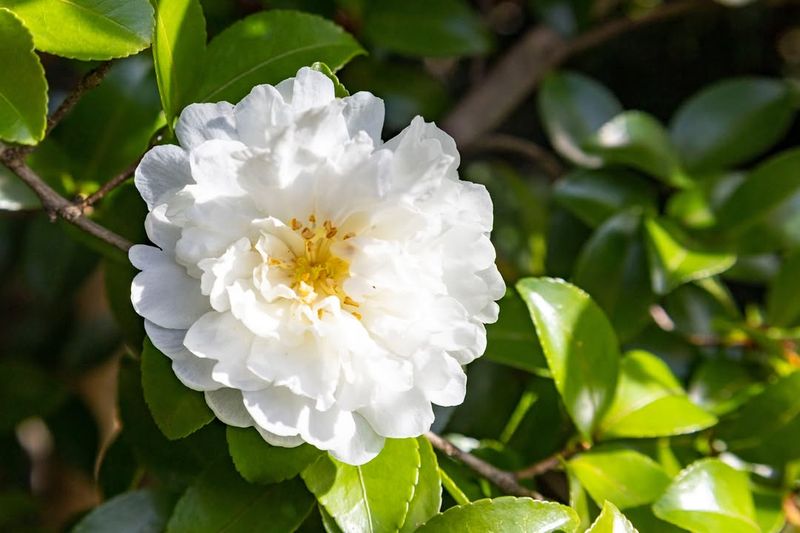 Camellia japonica 'Nuccio's Gem'