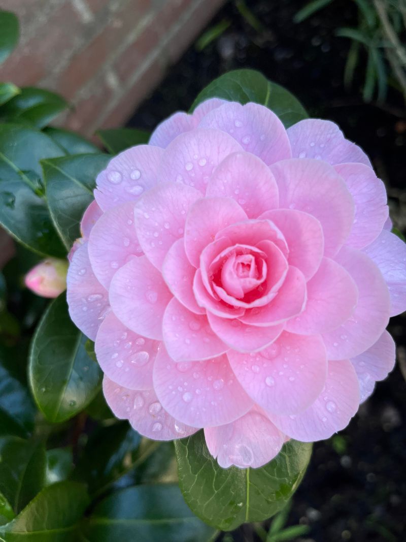 Camellia