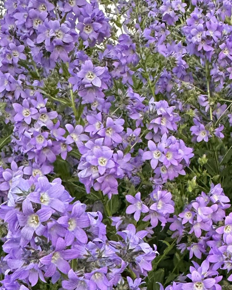 Campanula