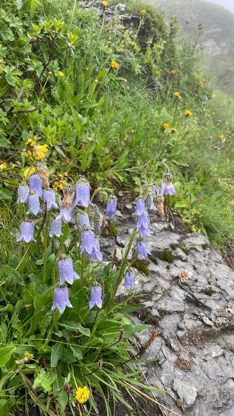 Campanula Alpina