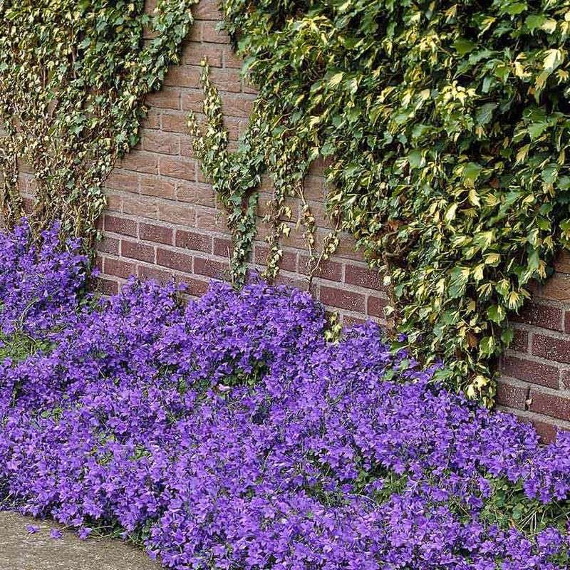 Campanula Portenschlagiana