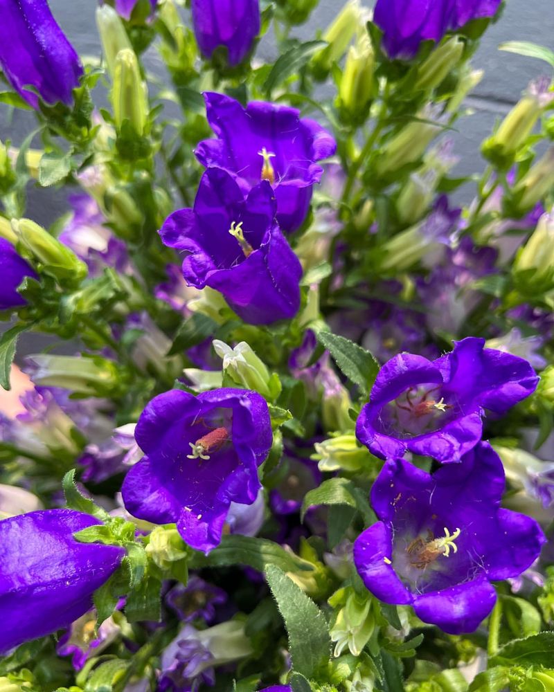 Campanula