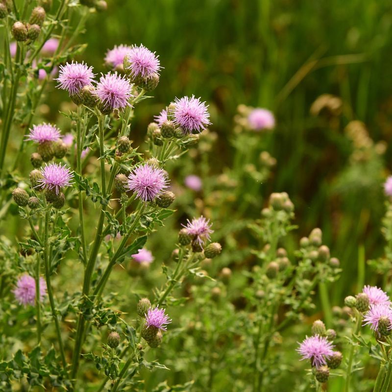 Canada Thistle