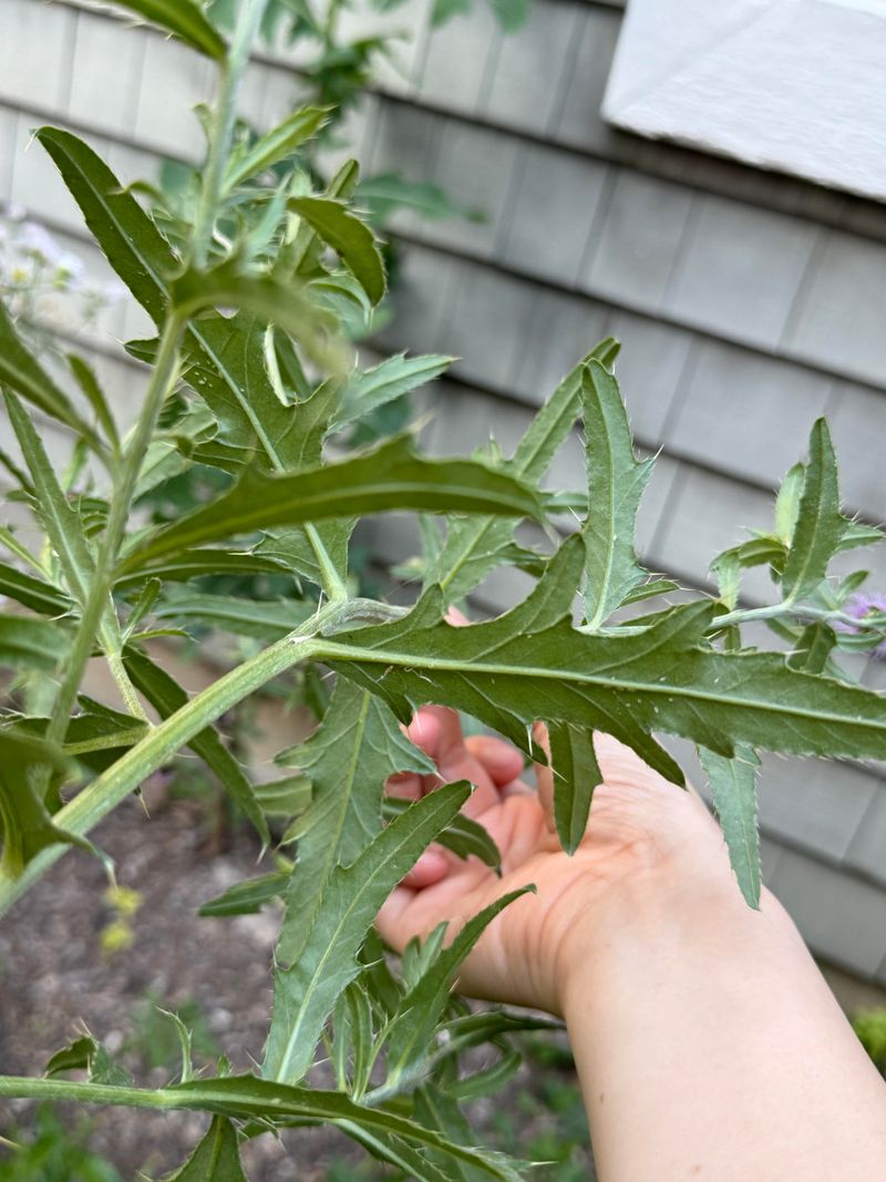 Canada Thistle