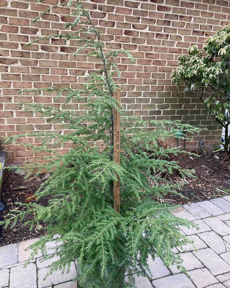 Canadian Hemlock