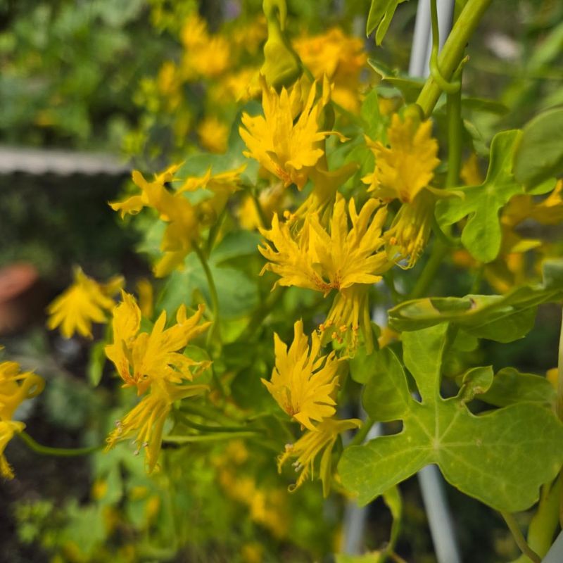 Canary Creeper