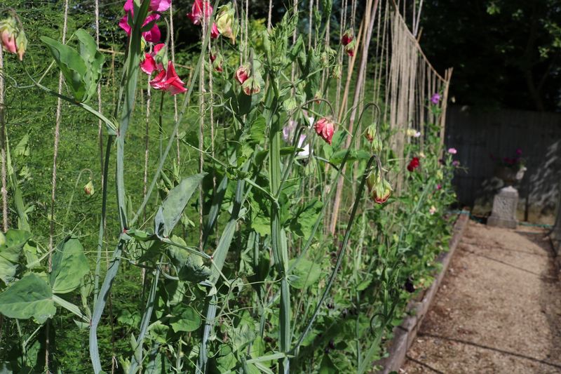 Cane and String Trellis