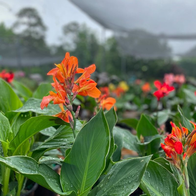 Canna Lily