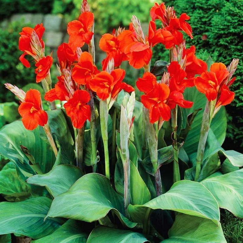 Canna Lily