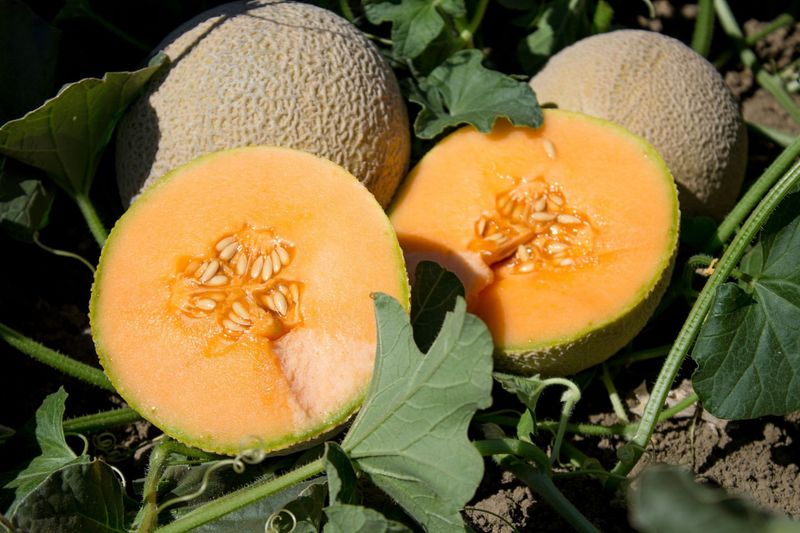 Cantaloupes