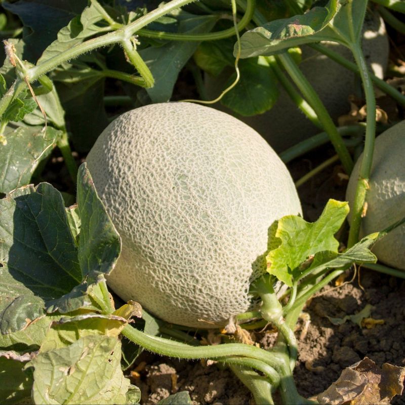 Cantaloupes