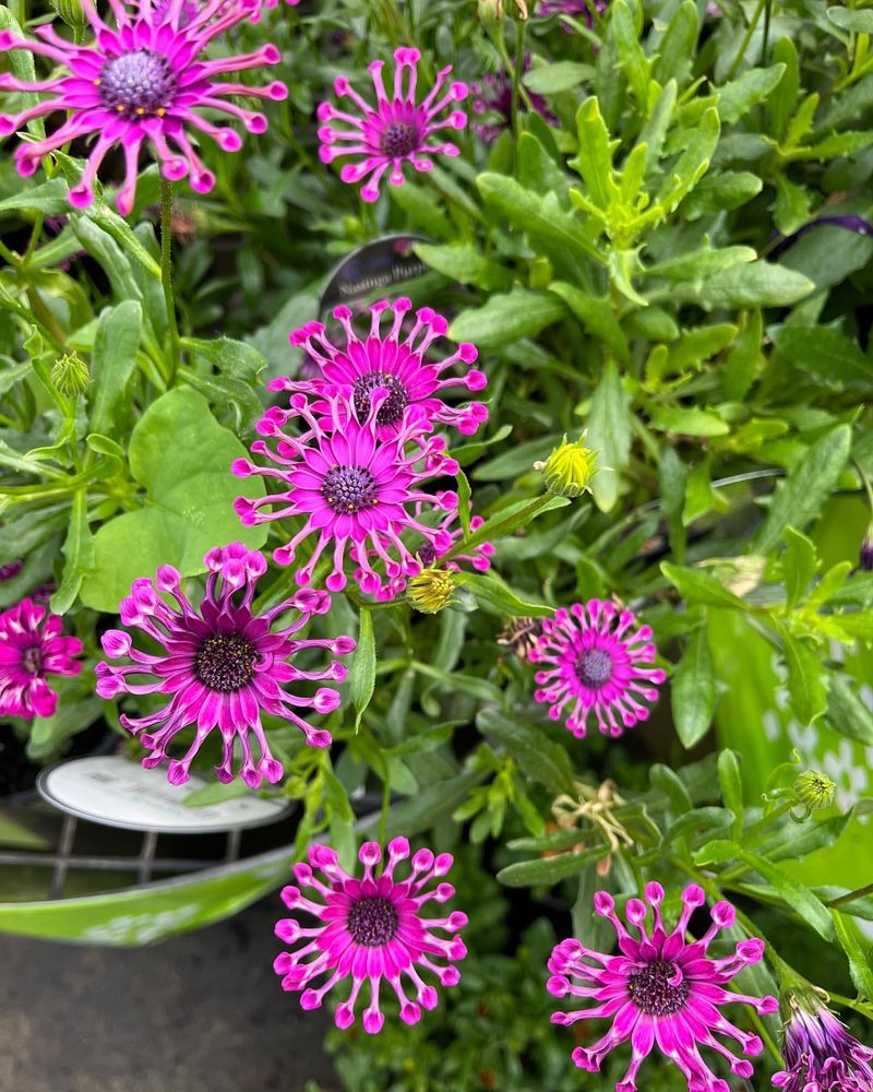 30 Types of Daisies You Should Consider for a Colorful Garden