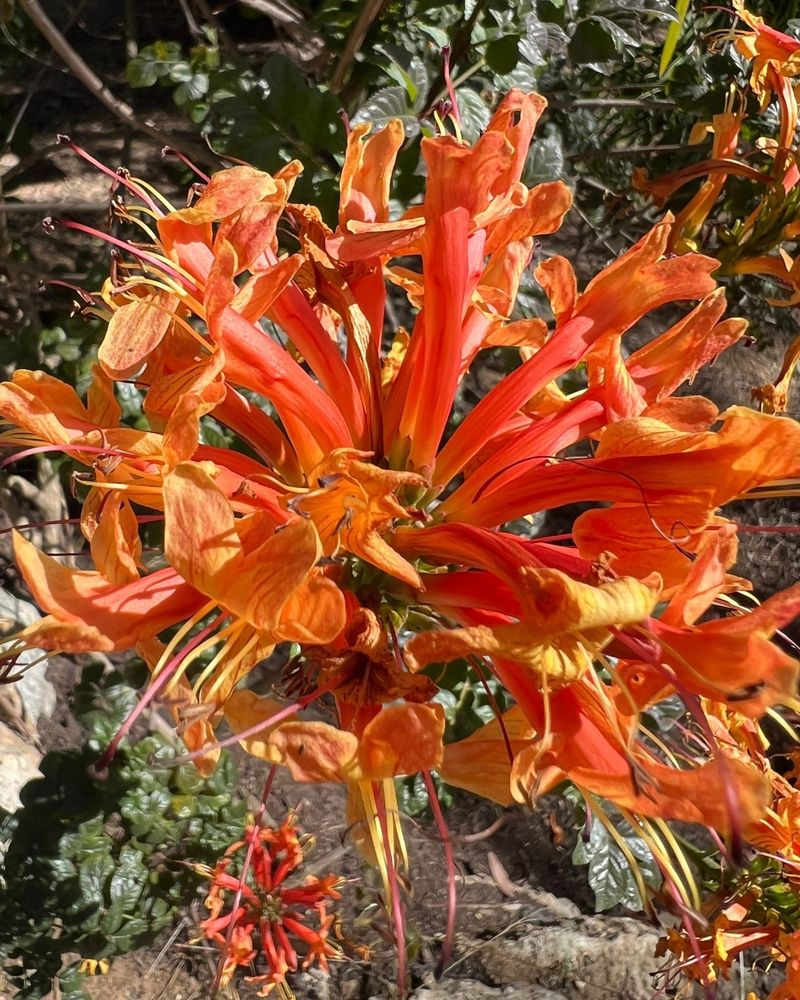 Cape Honeysuckle