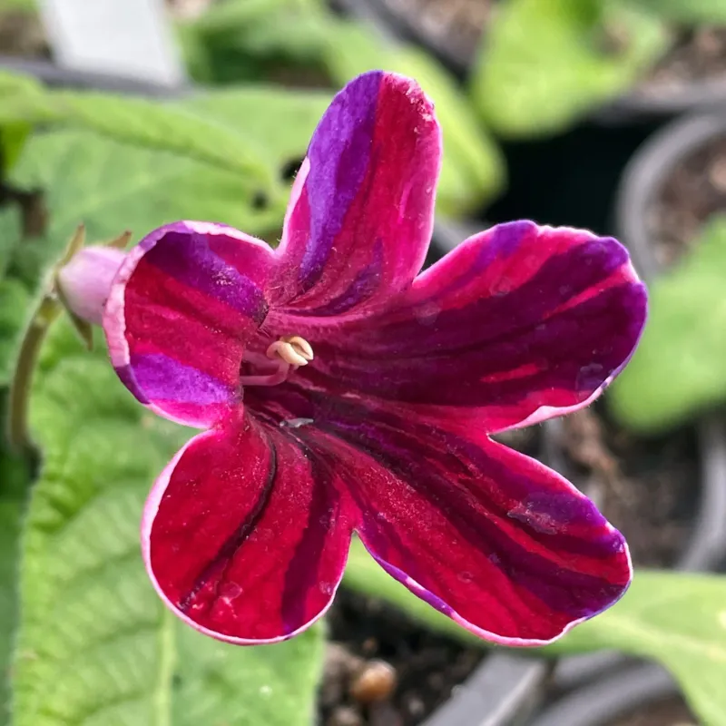 Cape Primrose (Streptocarpus)