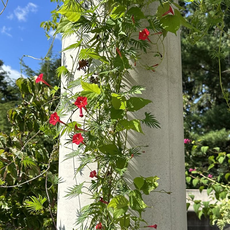 Cardinal Climber