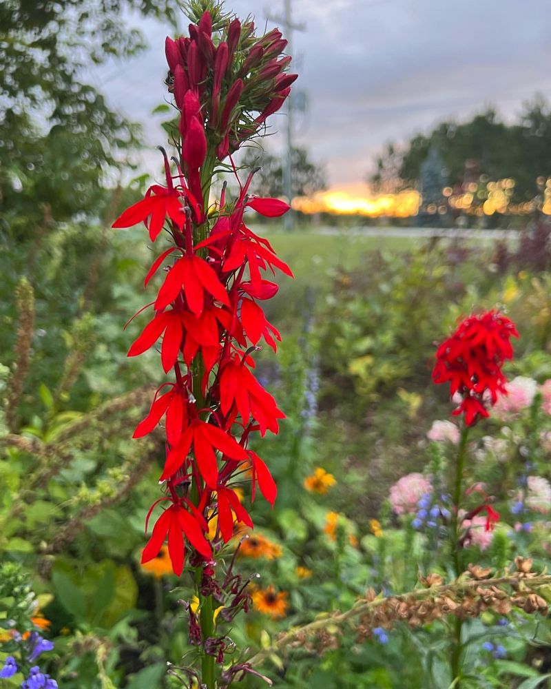 Cardinal Flower