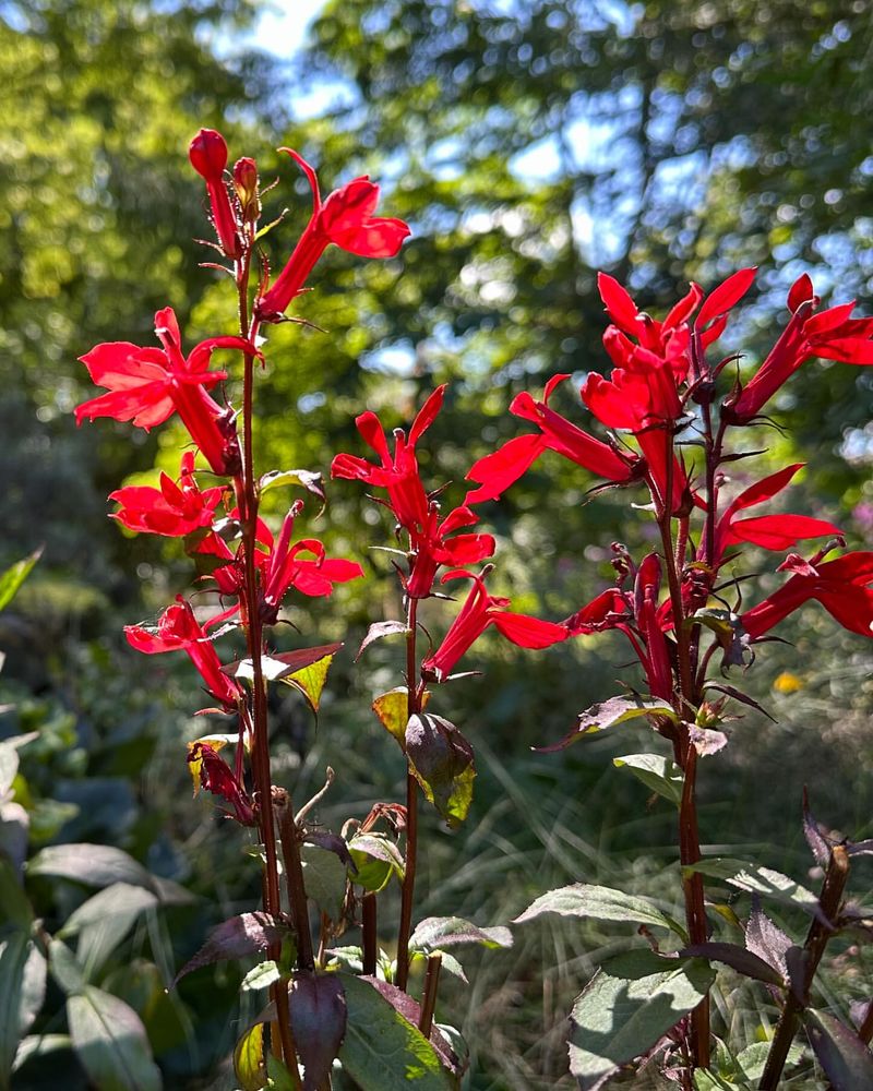 Cardinal Flower