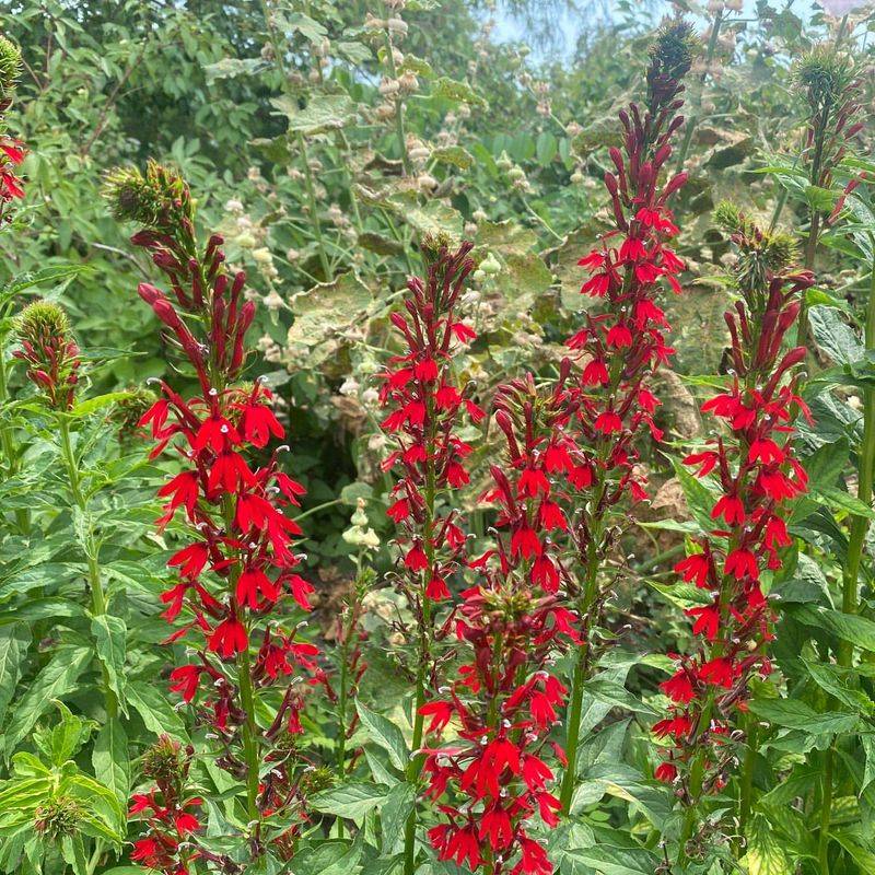 Cardinal Flower