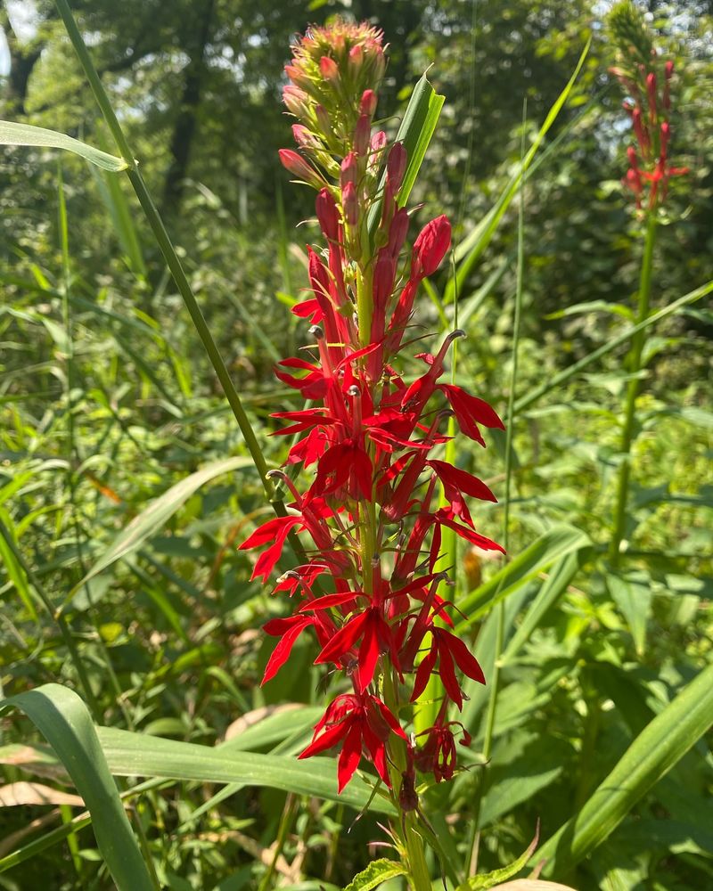 Cardinal Flower