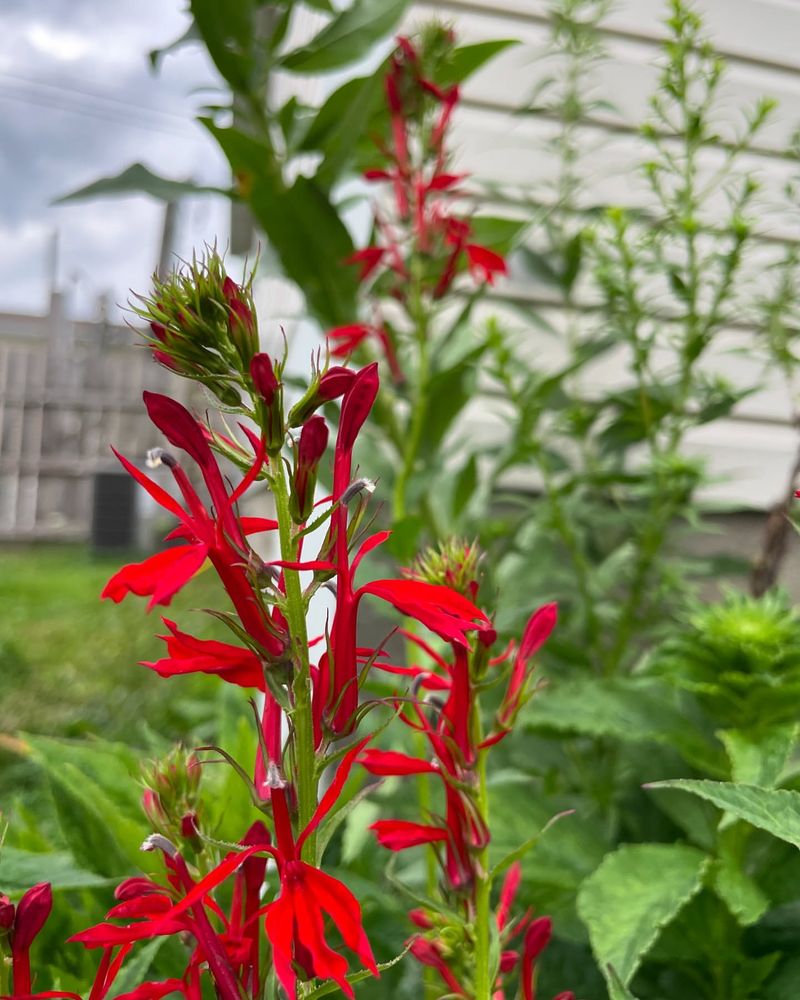 Cardinal Flower