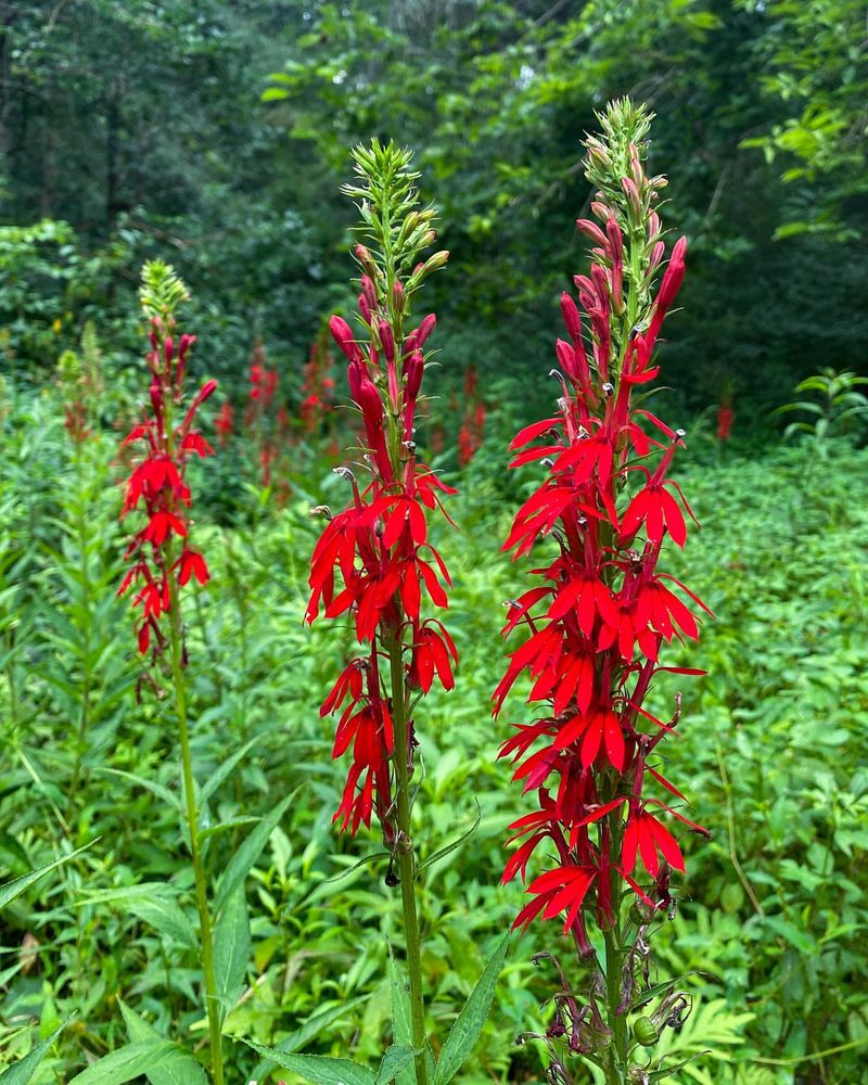 Cardinal Flower