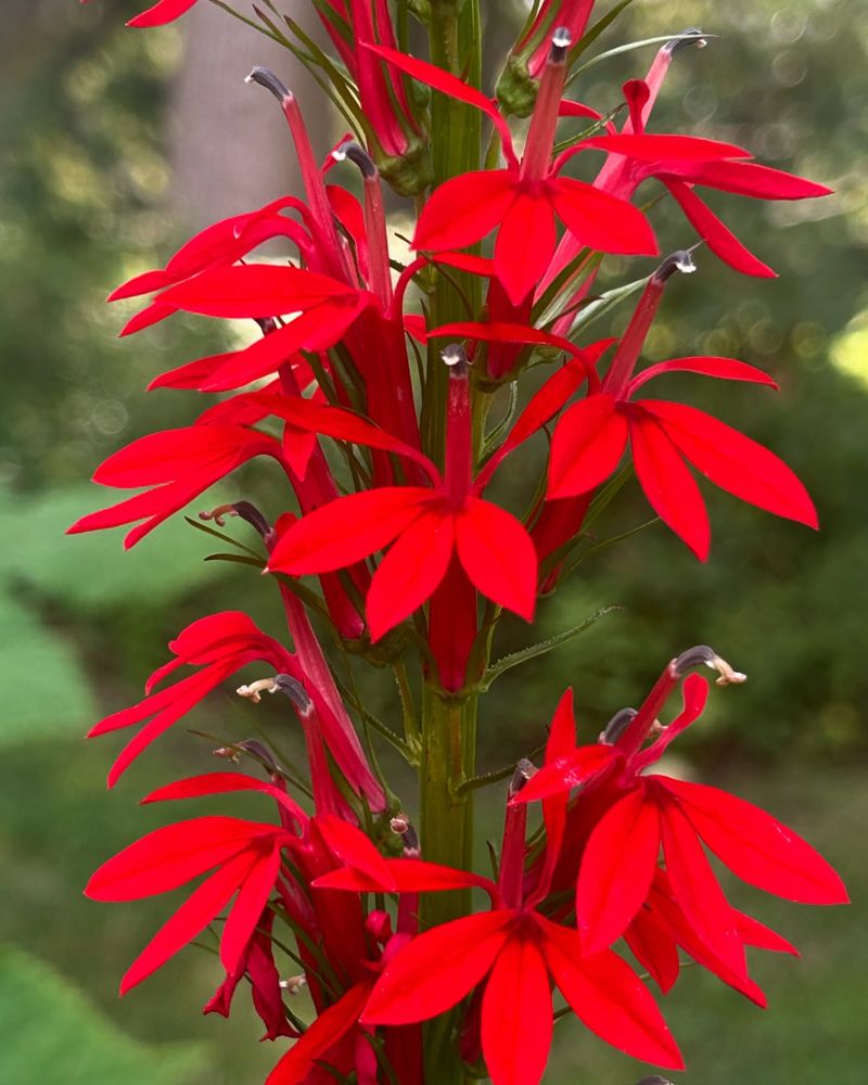 Cardinal Flower