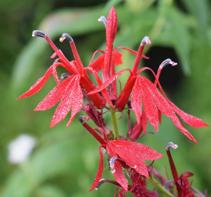 Cardinal Flower