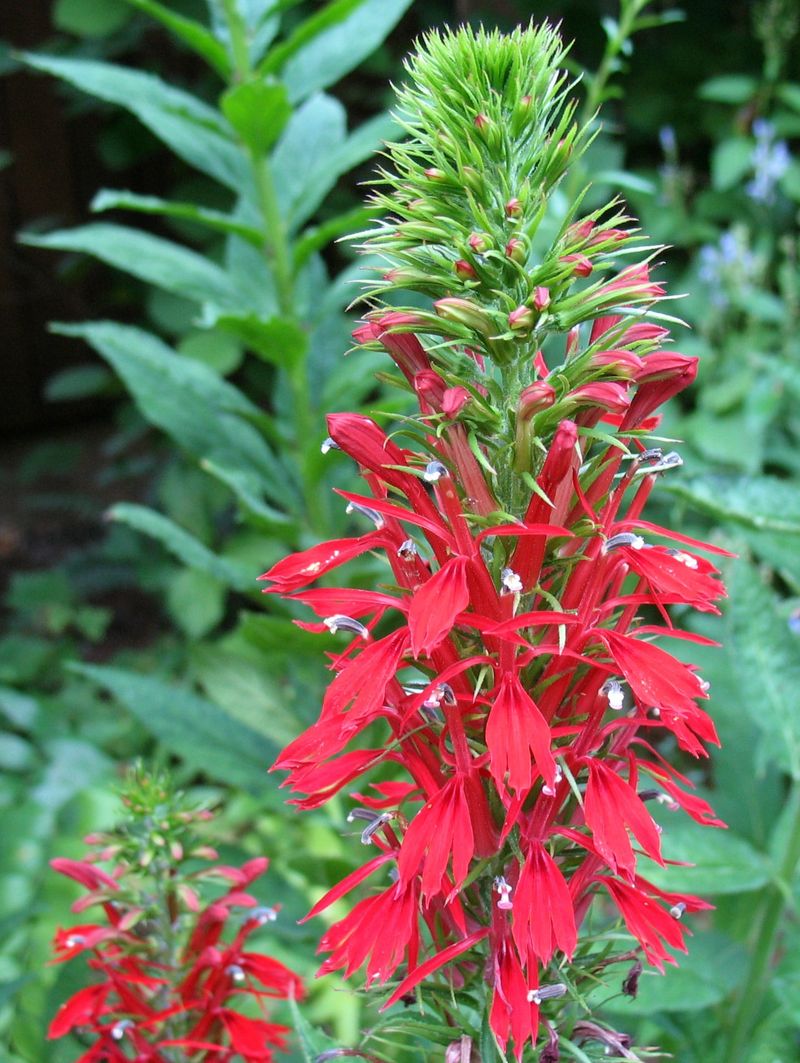 Cardinal Flower