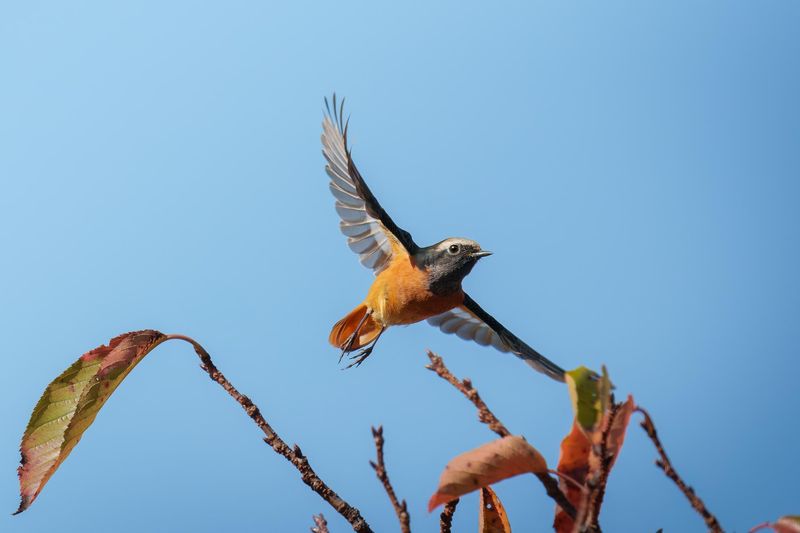 Cardinal Redstart