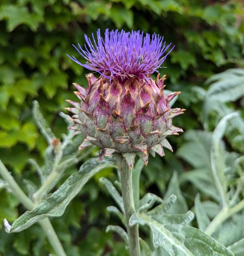 Cardoon