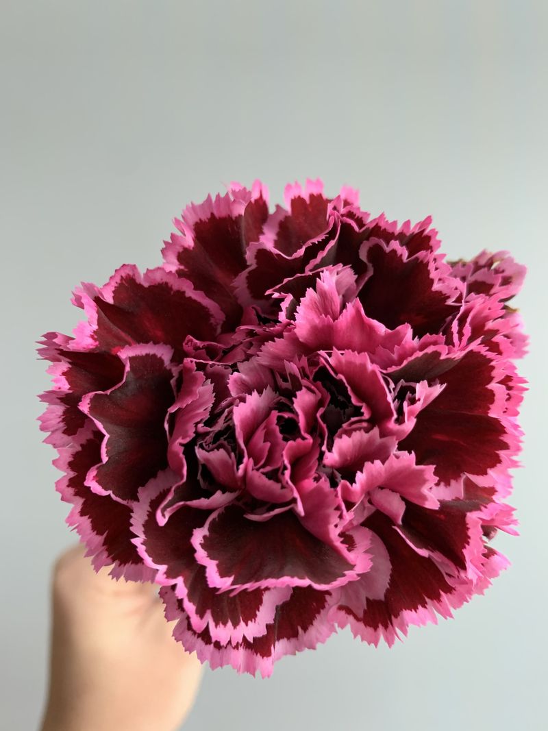 Carnation