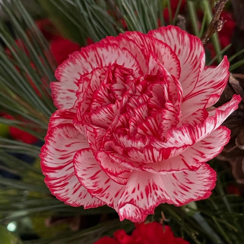 Carnation