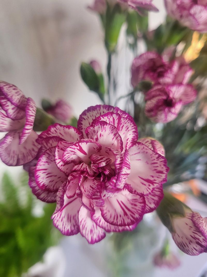 Carnation