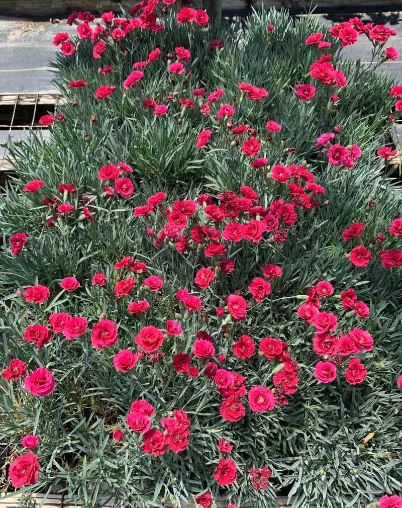 Carnation (Dianthus)