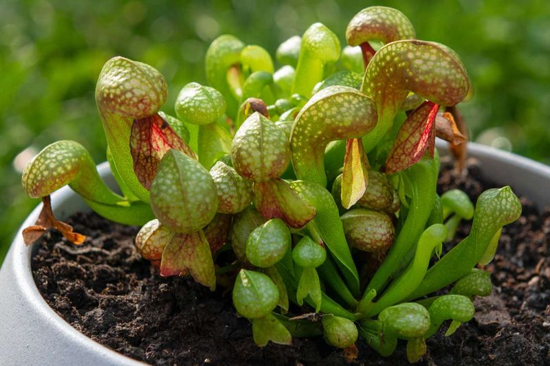 Carnivorous Cobra Lily