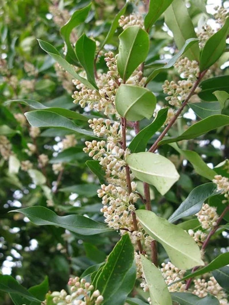 Carolina Cherry Laurel