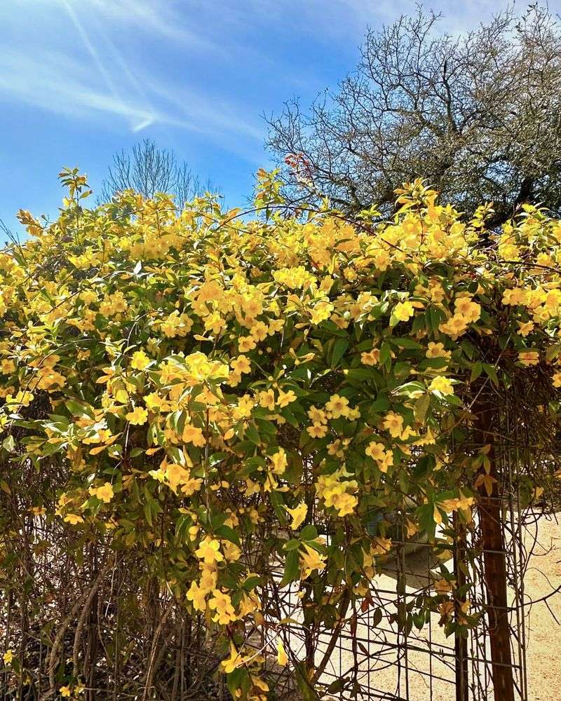 Carolina Jessamine