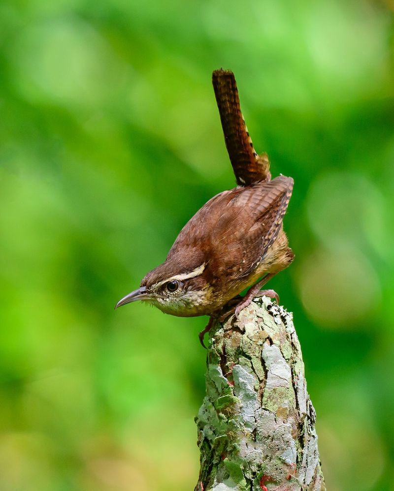 Carolina Wren