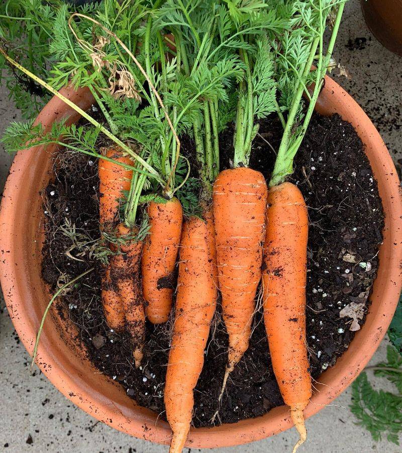 Carrots