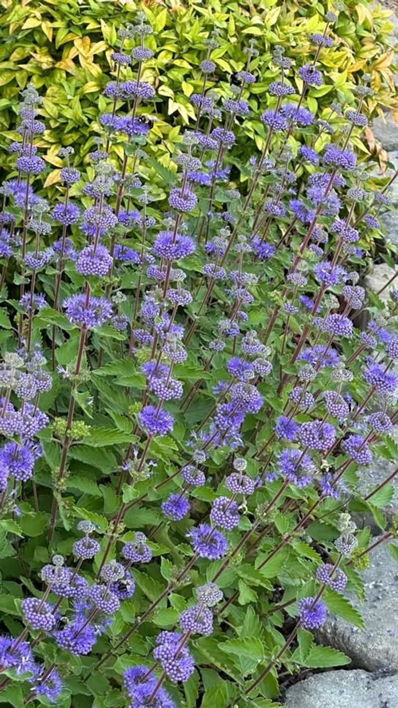 Caryopteris