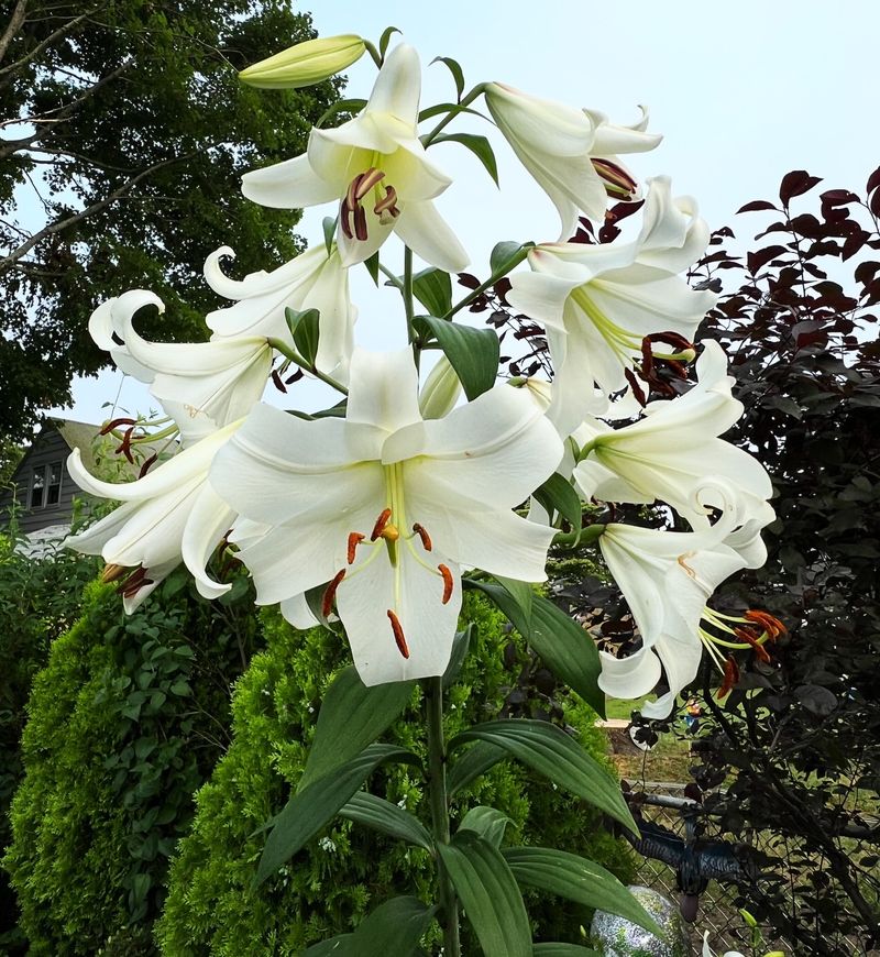 Casa Blanca Lily