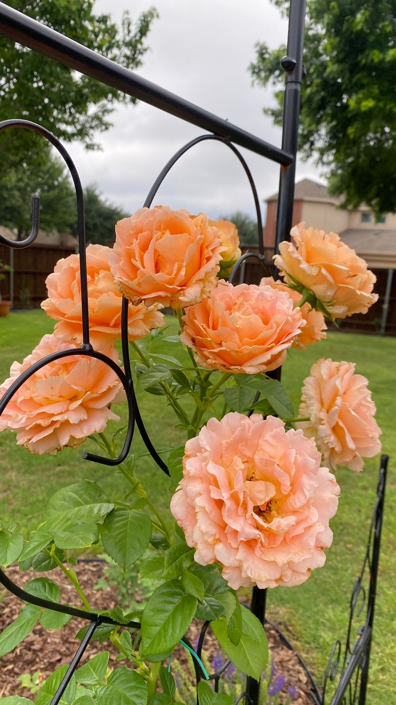 Cascading Waterfall Roses