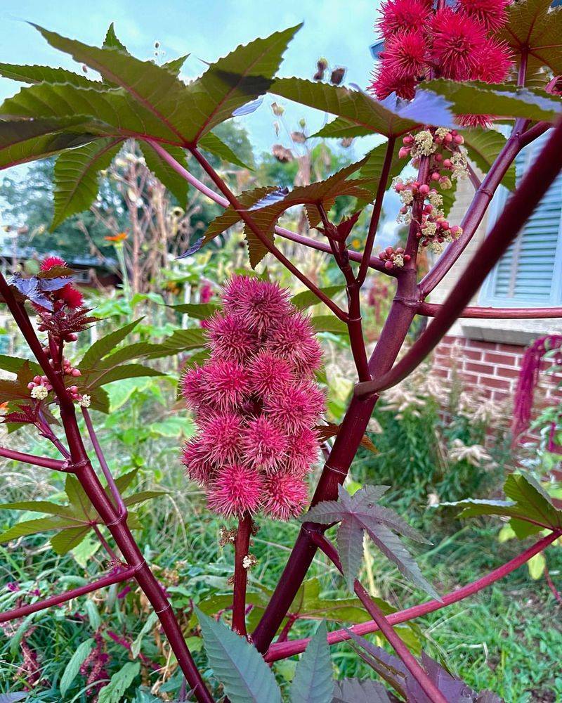 Castor Bean