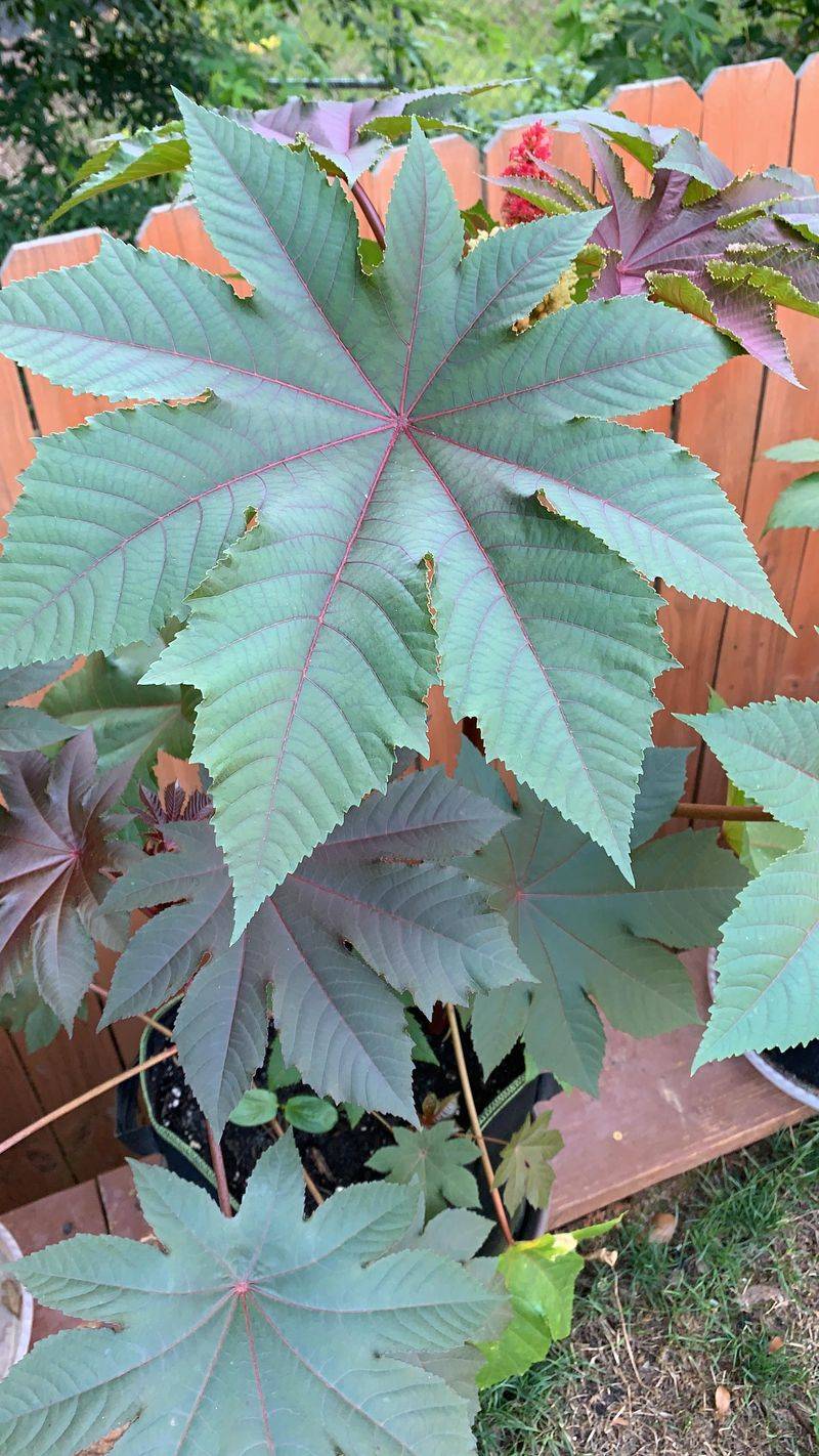 Castor Bean