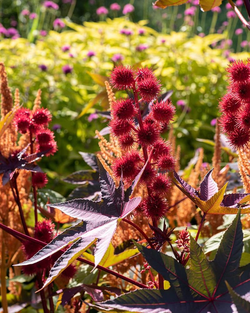 Castor Bean Plant