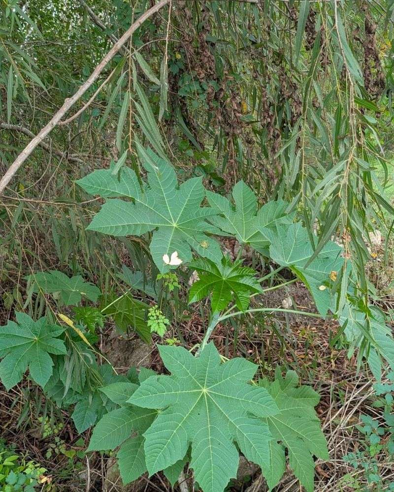 Castor Bean Plant