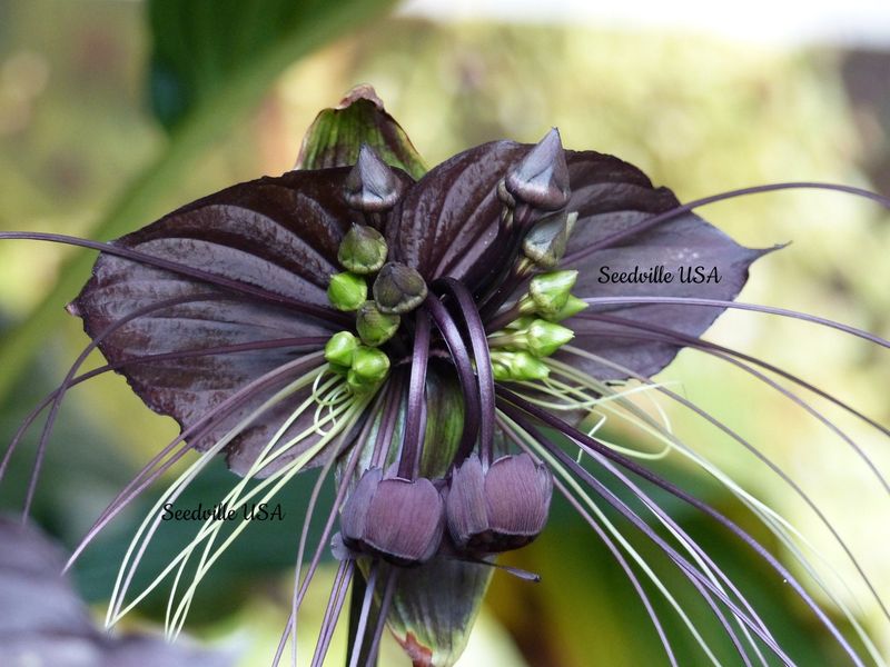 Cat's Whiskers Orchid