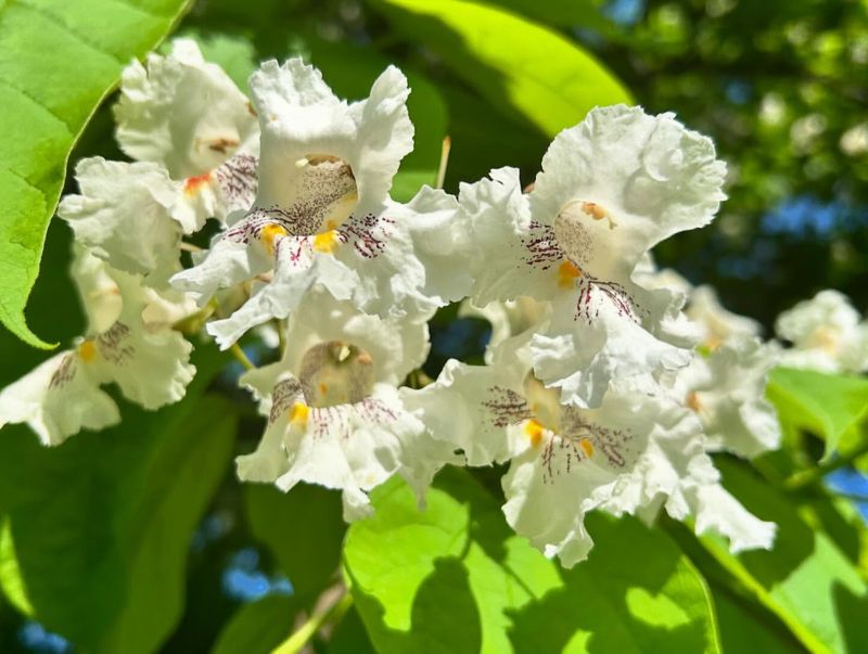 Catalpa