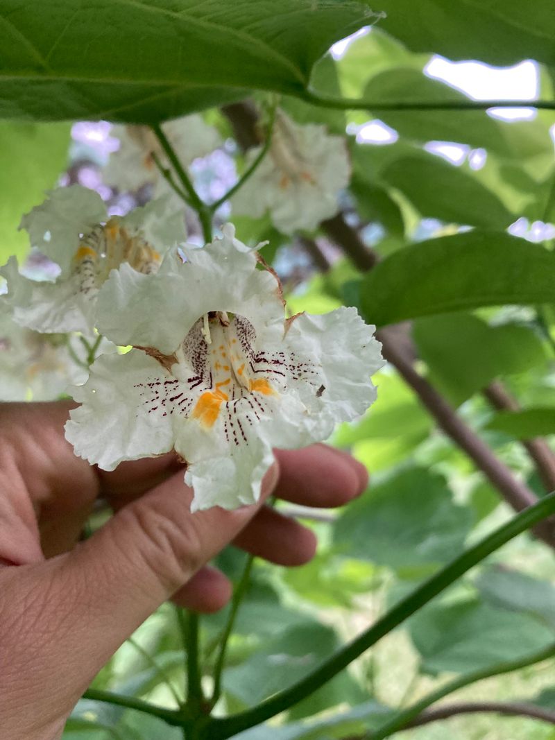 Catalpa